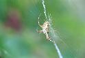Argiope_bruennichi_F2222_Z_76_Les Gris_Frankrijk